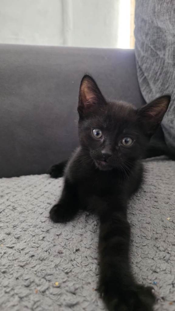 Only 1 boy left looking for his forever home £40