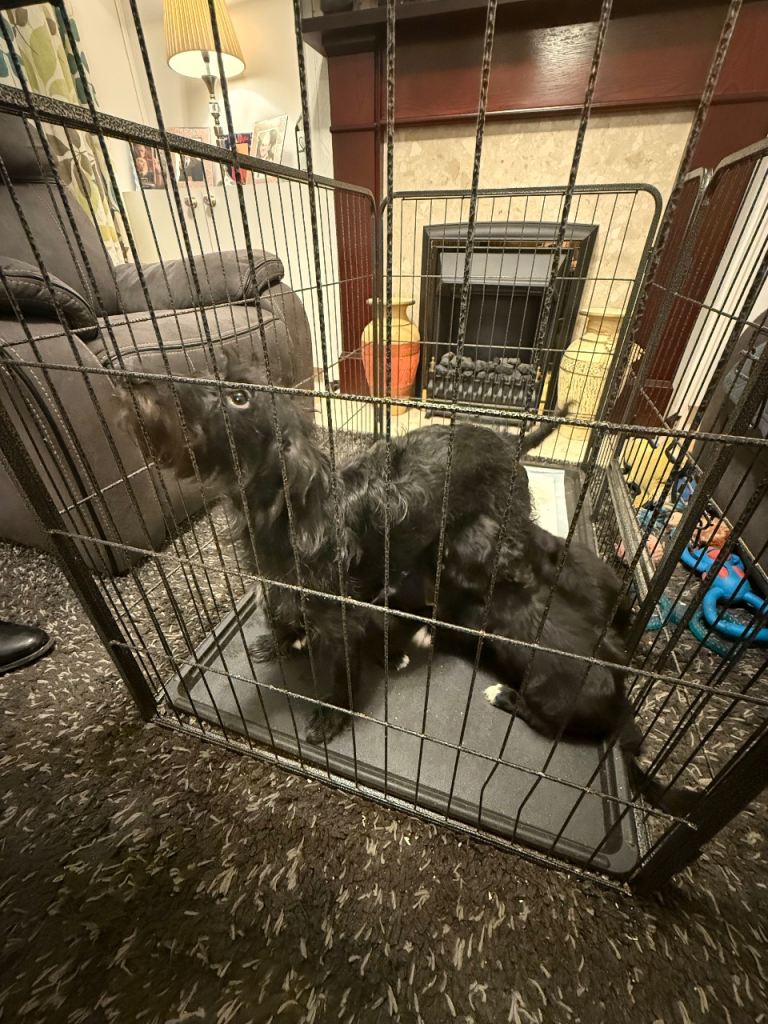 Mixed breed puppies for sale. Good homes only