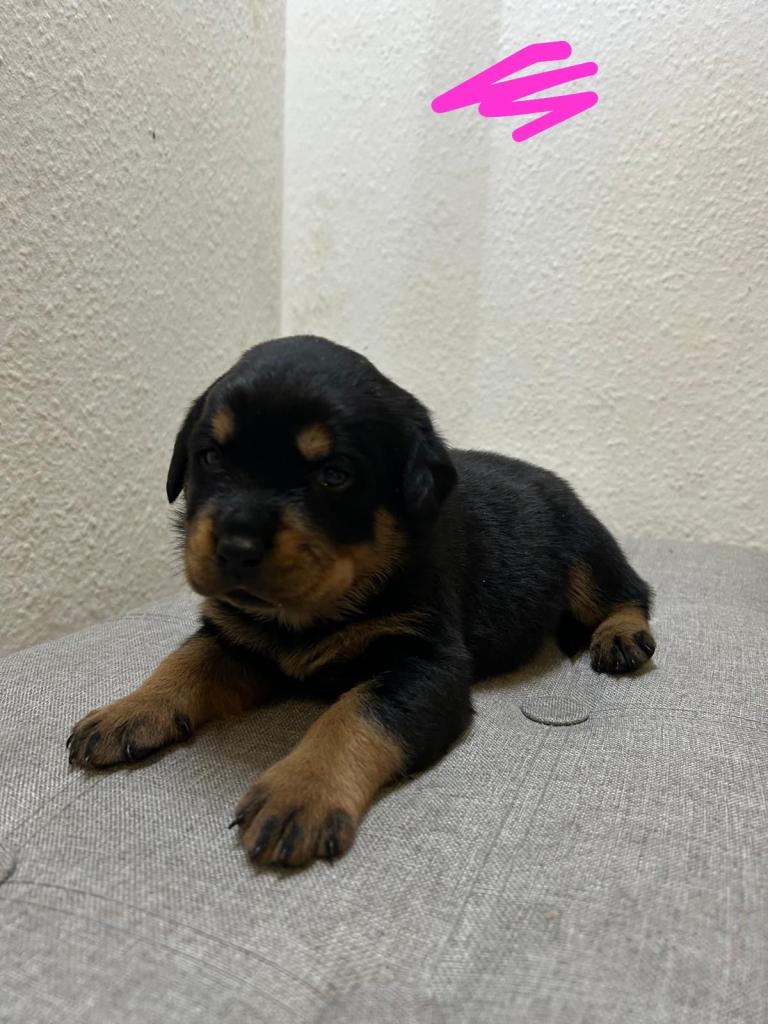 KC Registered Rottweiler Puppy
