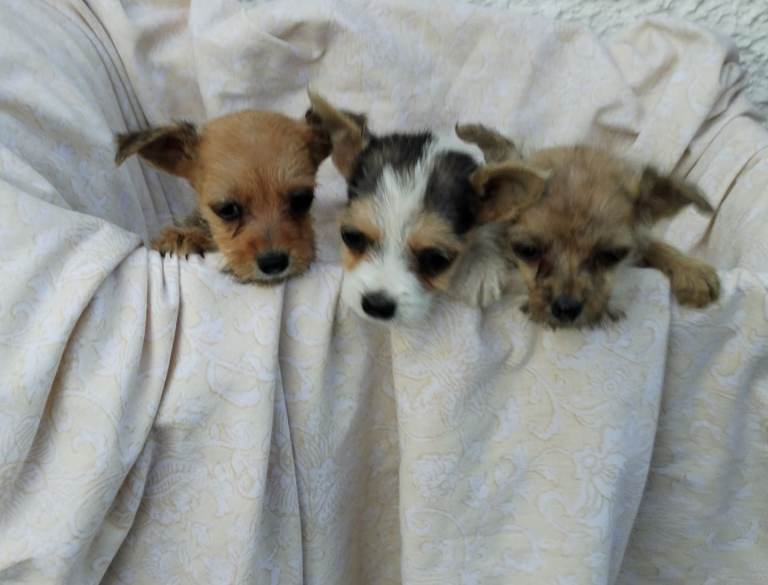 Jack Russell terrier puppies