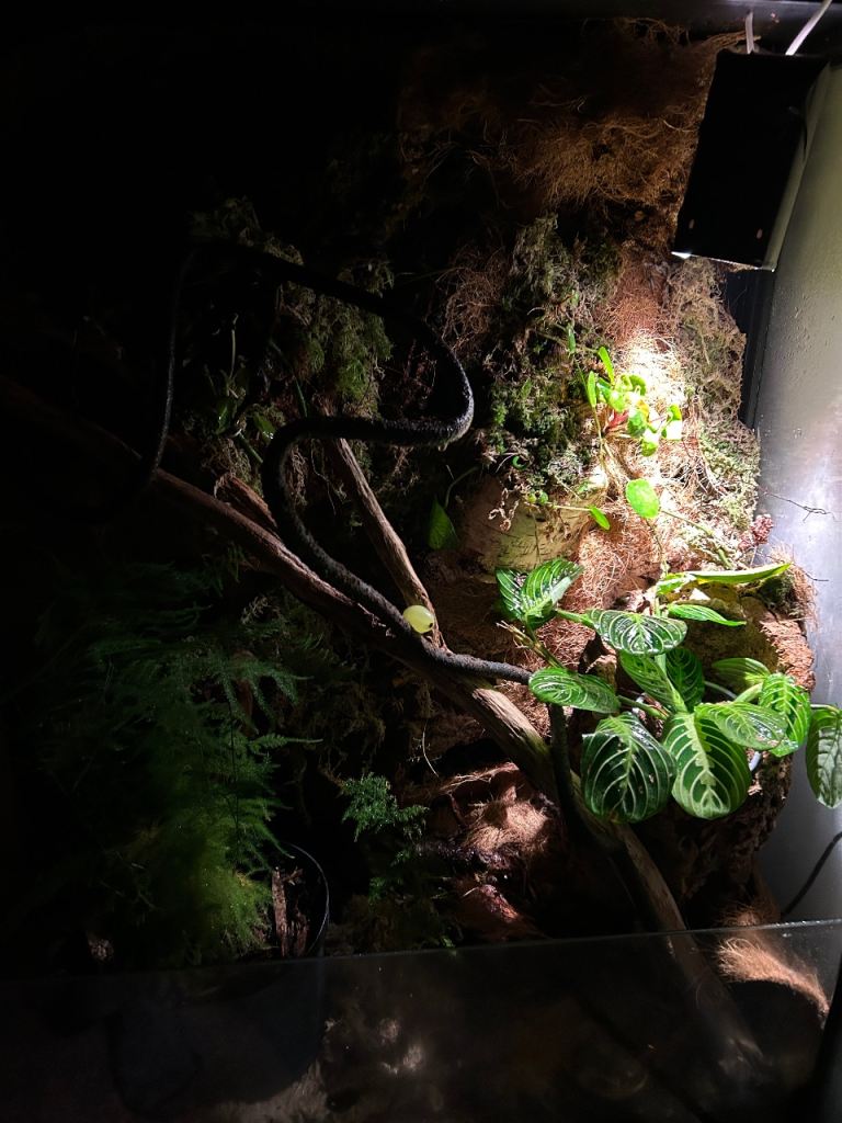Bioactive full enclosure with gargoyle gecko