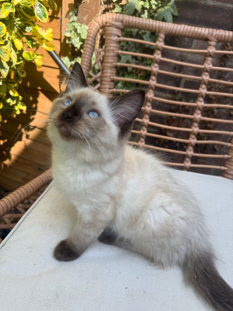 ragdoll kittens