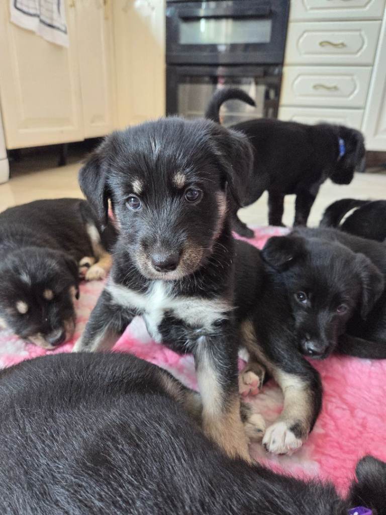 🐾 Beautiful family raised Husky x Springador Puppies – Ready in 5–6 Weeks 🐾