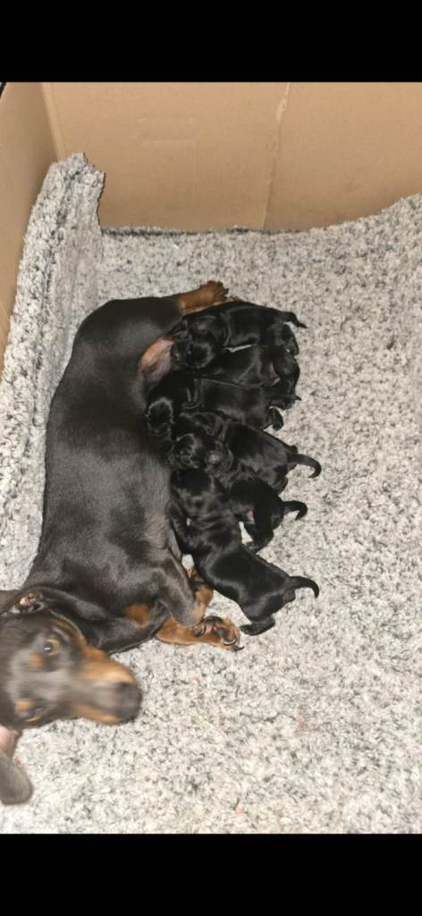 Daxipoo puppies