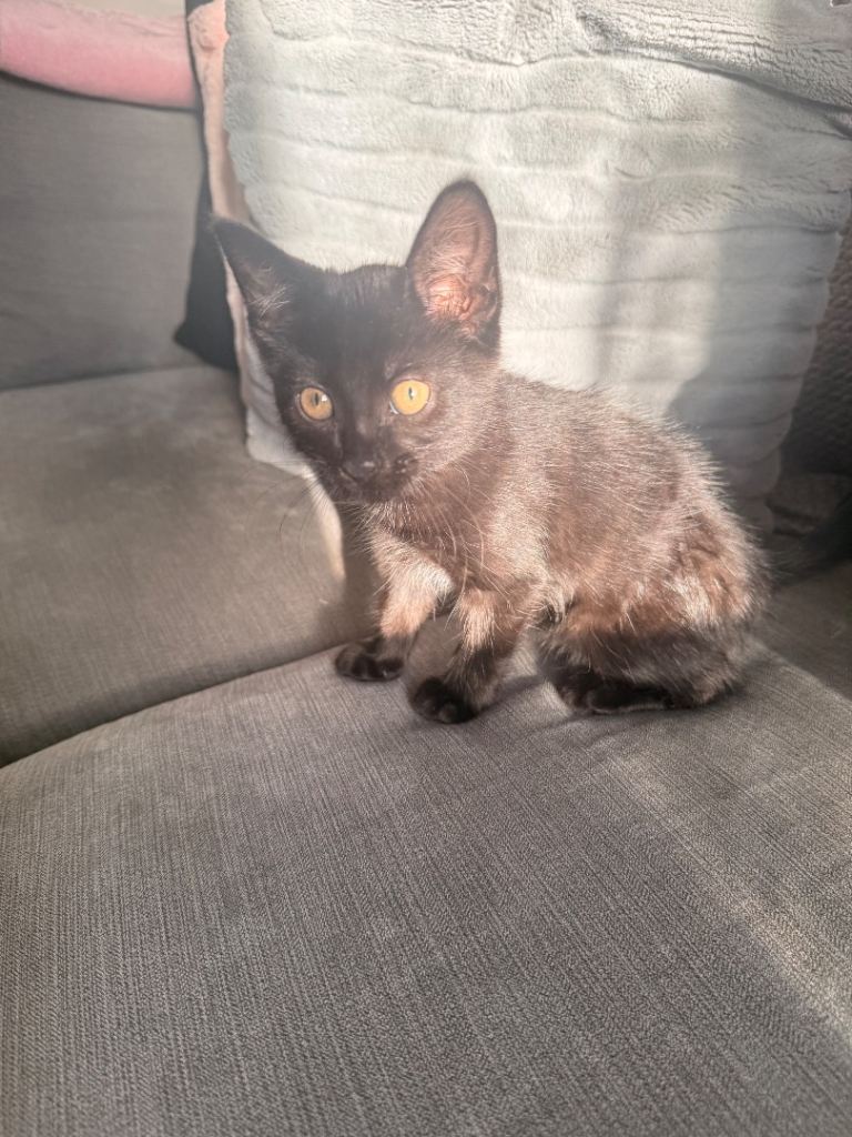 Kitten for sale