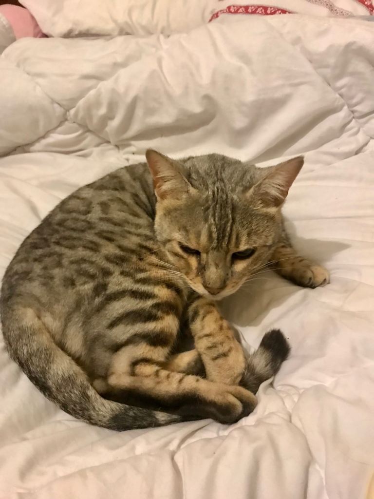 4 year old friendly female cat available
