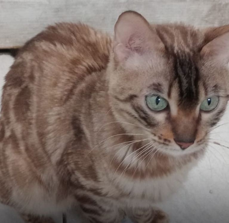 Snow Mink bengal (Aqua eyes)