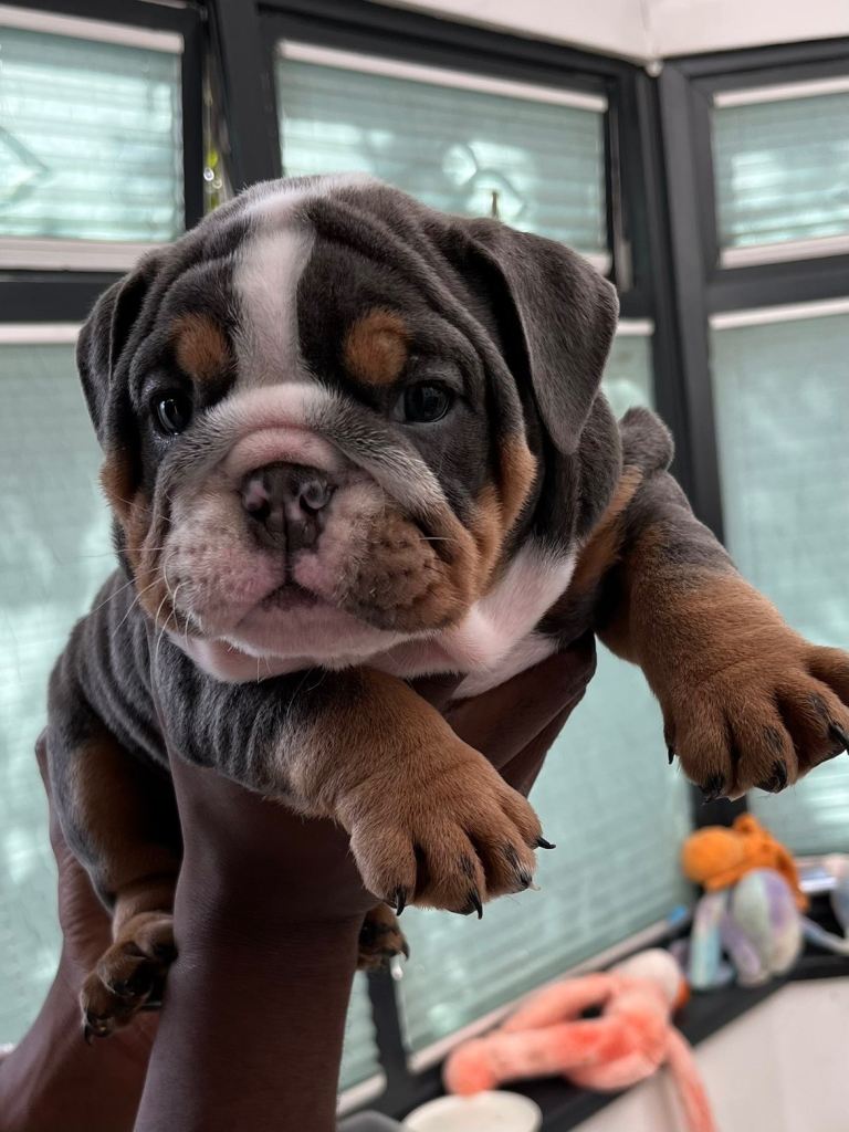 5 ⭐️ english bulldogs 