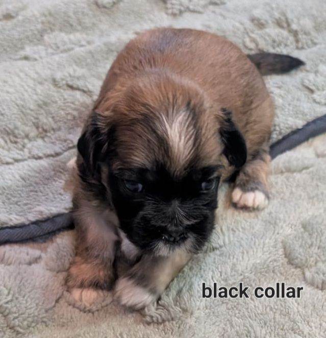 Lhasa apso boy puppies for sale