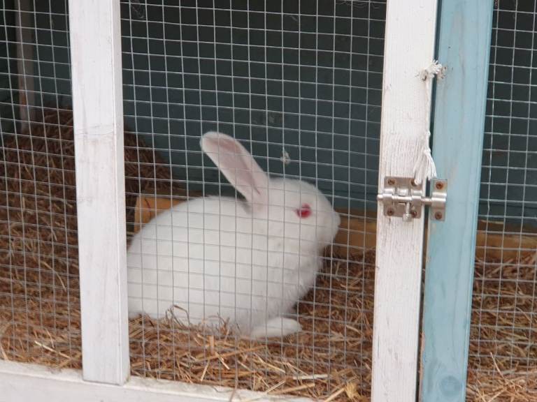 Gorgeous Rabbits for sale - Ready to go - 12 week old baby and 2yr old doe