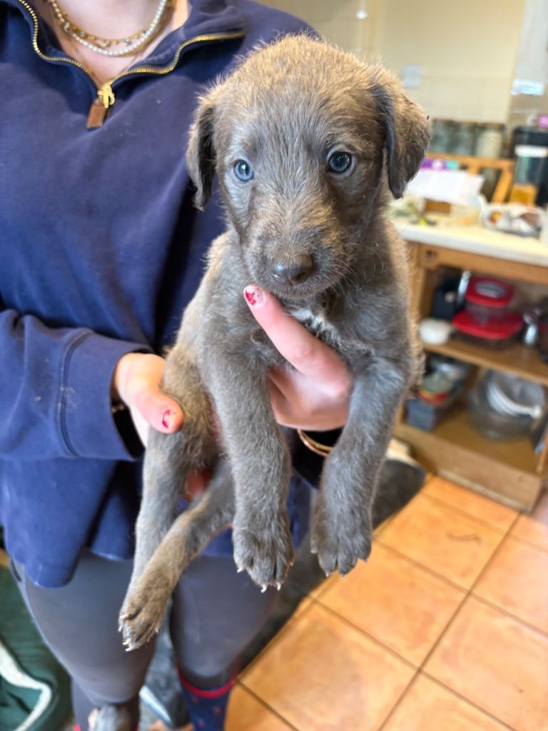 6 male Bedlington Whippet puppies