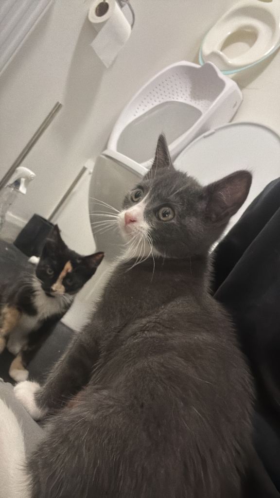 Two kittens for sale 