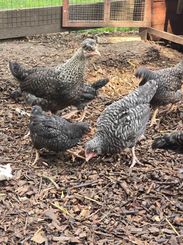 Chicken chicks