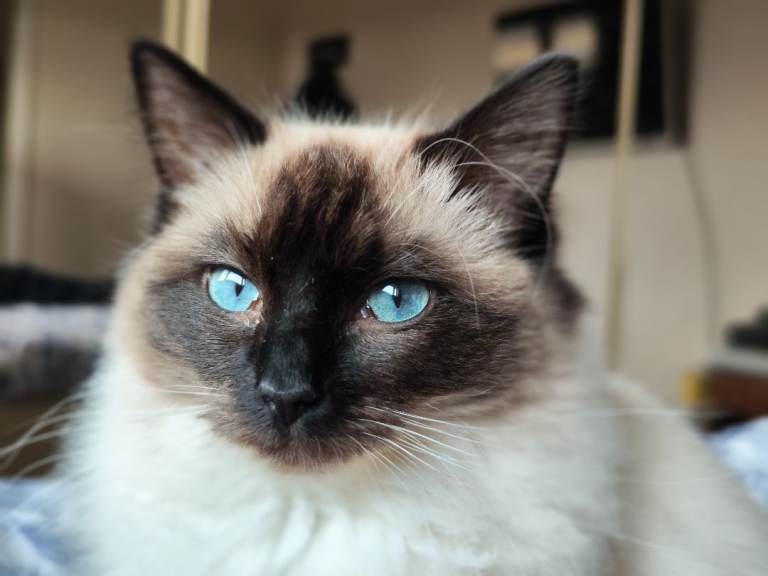 Ragdoll Cat Blue Eyes