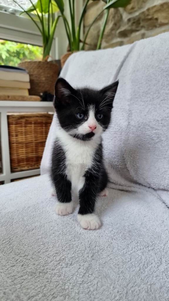 Like Daddy Like Son - Tolerant, Beautiful Kitten "Tux"