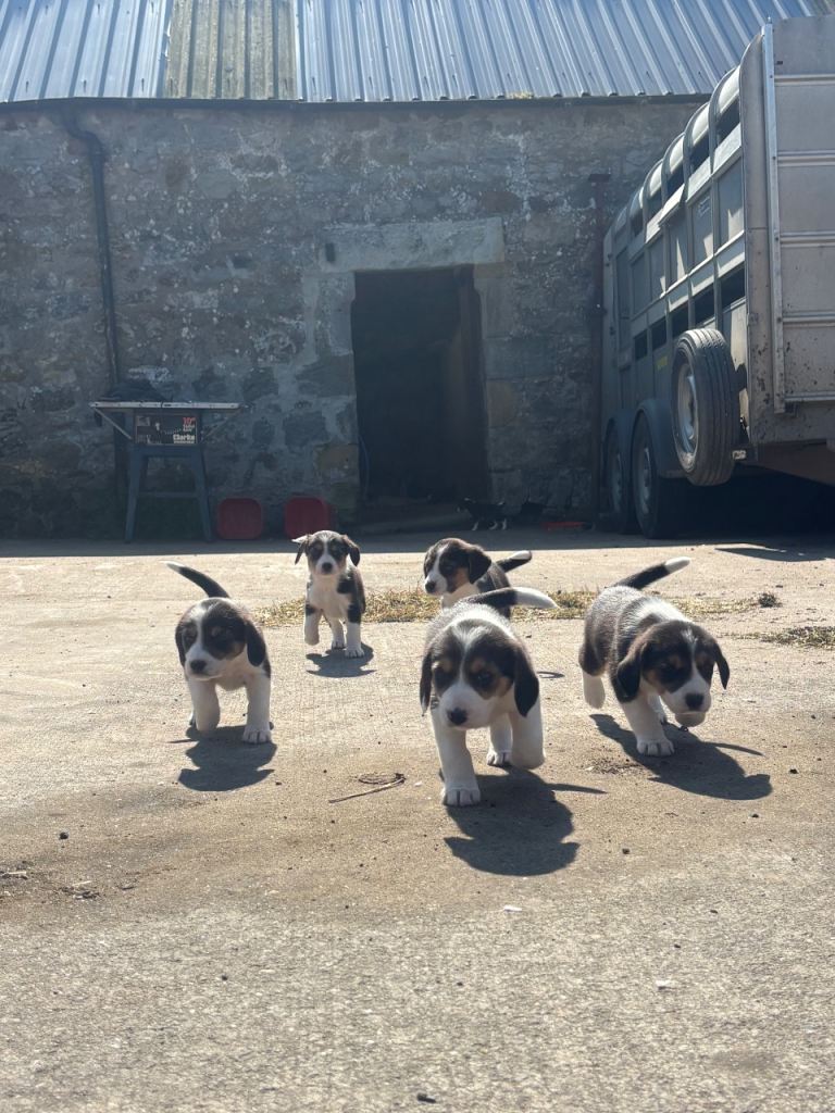 Beagle x border collie pups for sale 