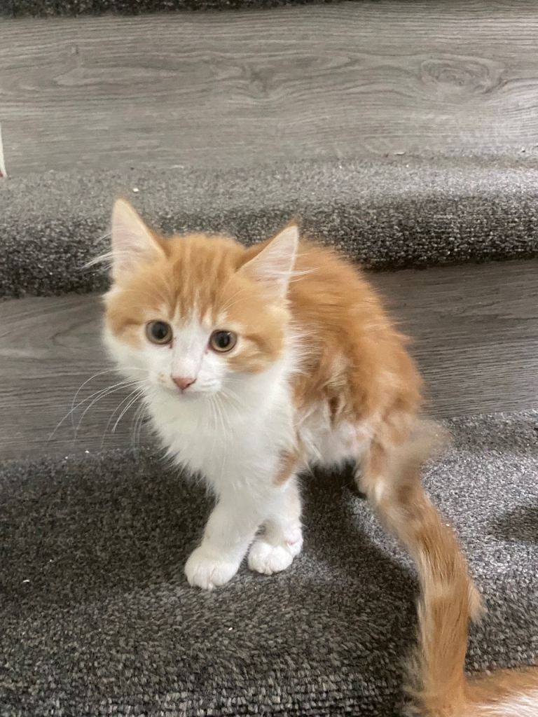 Four kittens for sale!