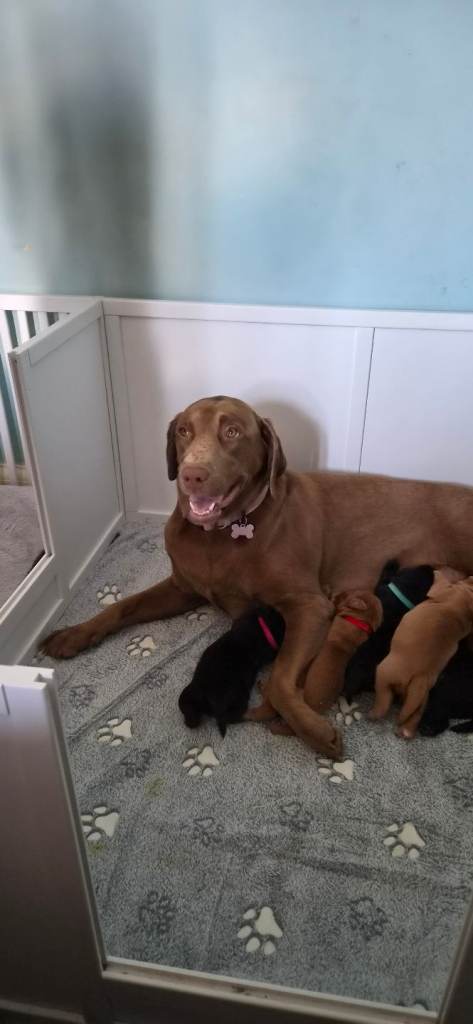 KC registered labradors retrievers