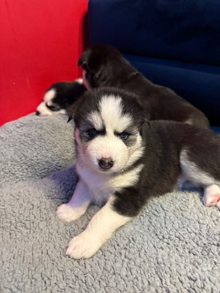 Husky puppy’s 