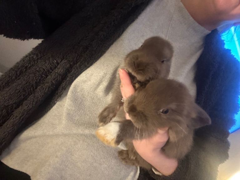 10 week old bunnies 