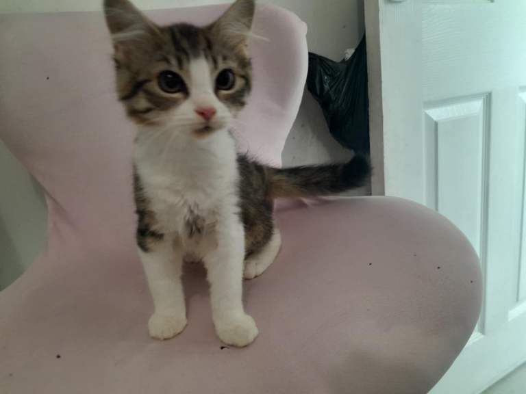Kittens 