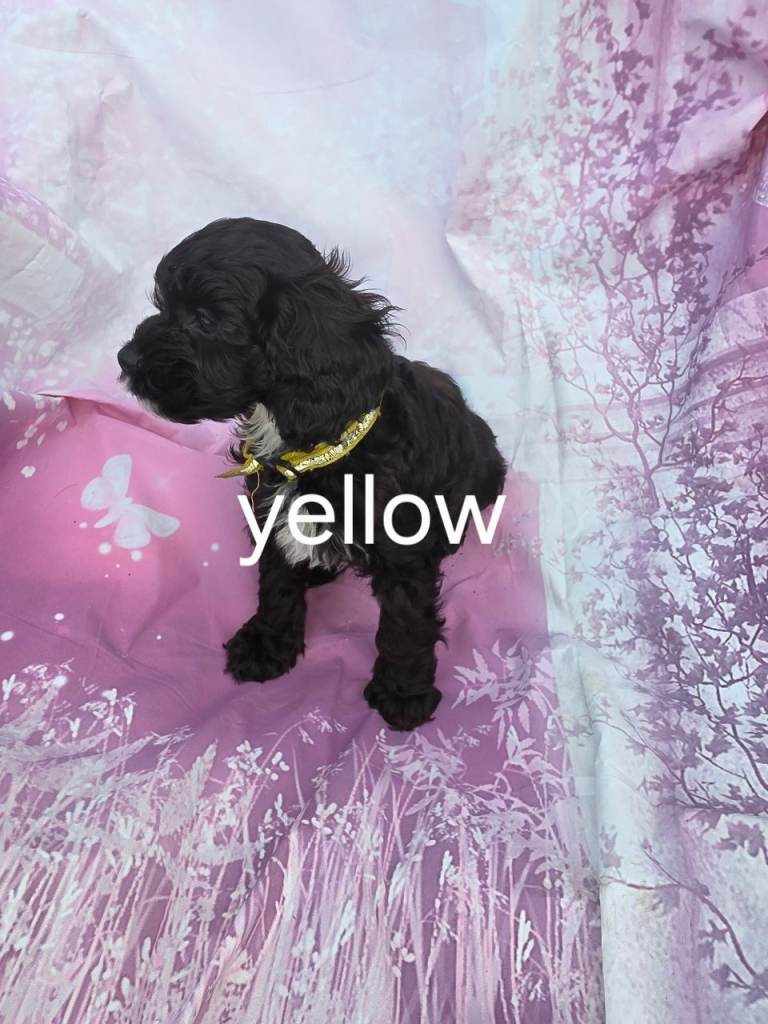 Cavapoo puppies 
