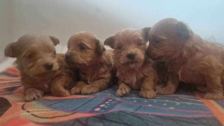 Asian toy poodle cross long haired chihuahua ... poochis