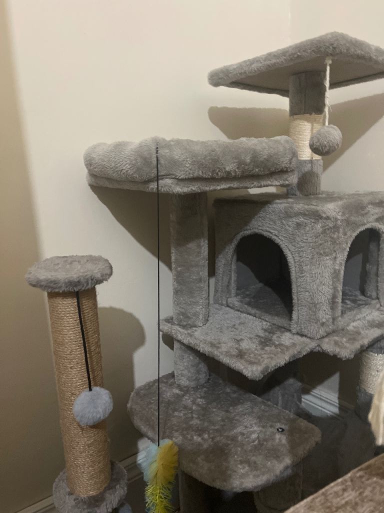 Boy kitten with free cat house and scratcher