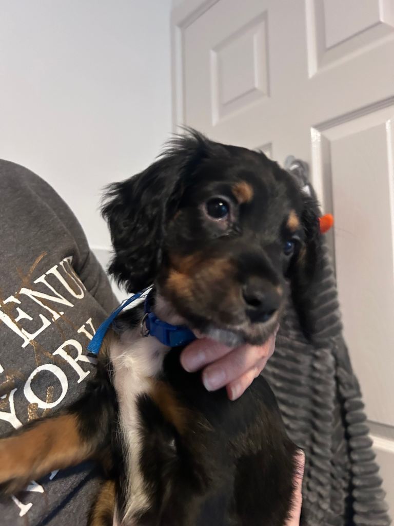 Sprocker Puppy for sale