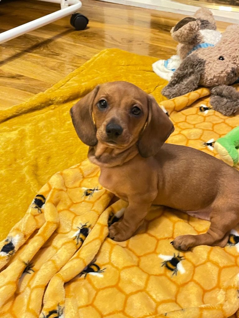 MINITURE DACHSHUNDS (READY) 