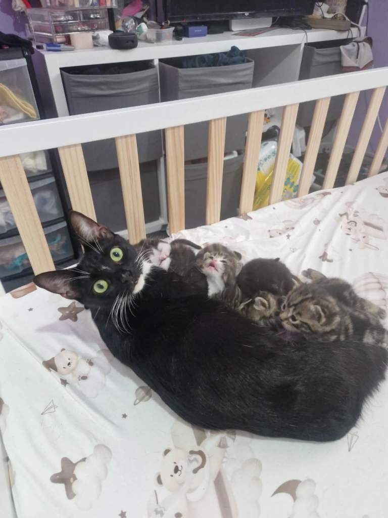6 kittens for sale 