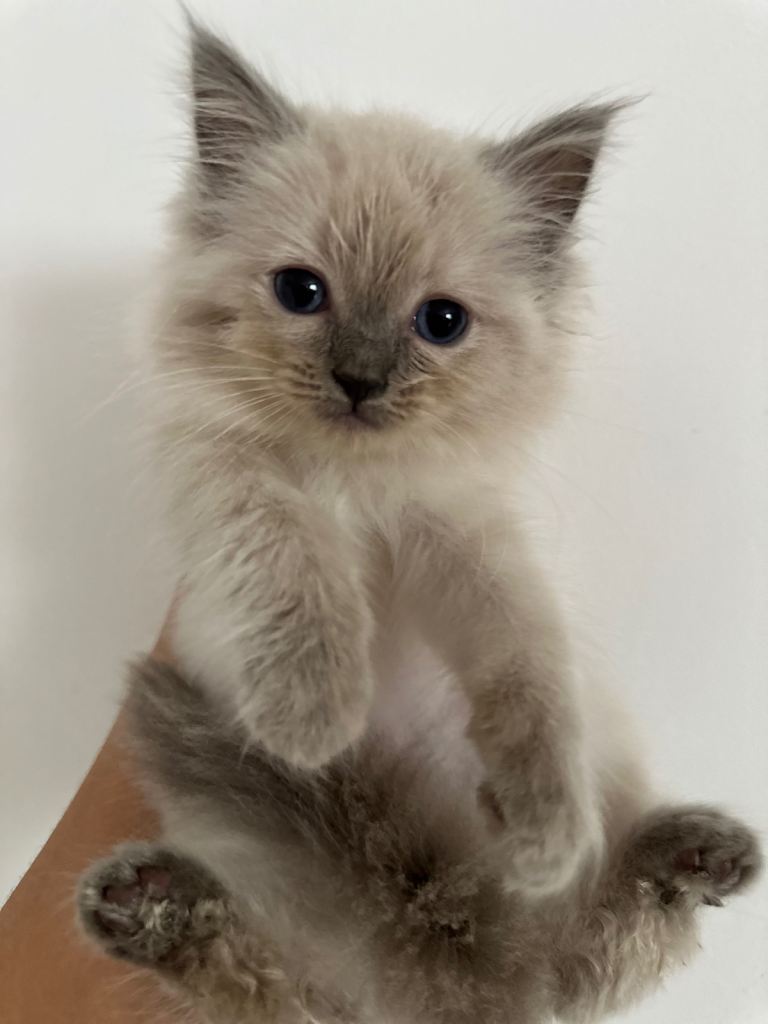 Ragdoll X Maine Coon Kittens 