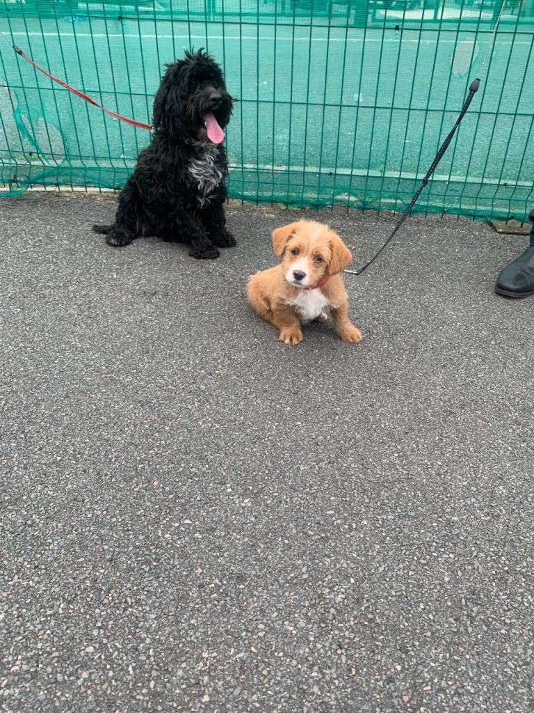 1 male puppy for sale. The only puppy 