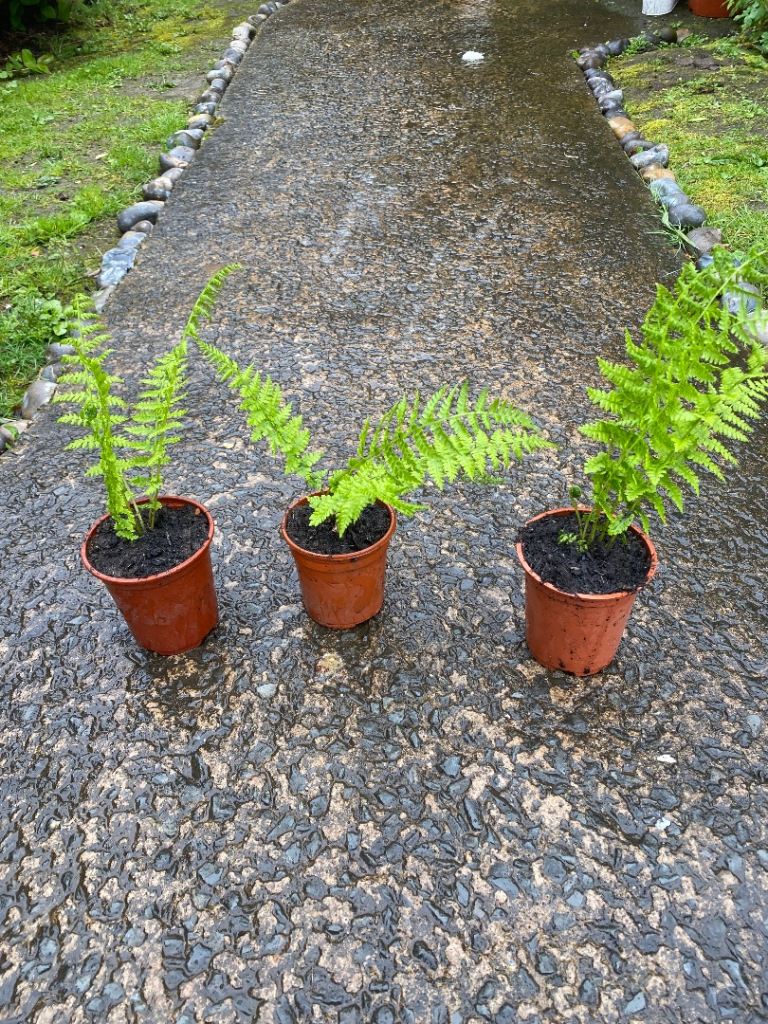 Tree fern smalls 