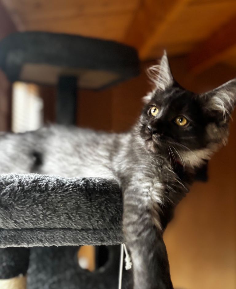 GCCF Registered Mainecoon girls