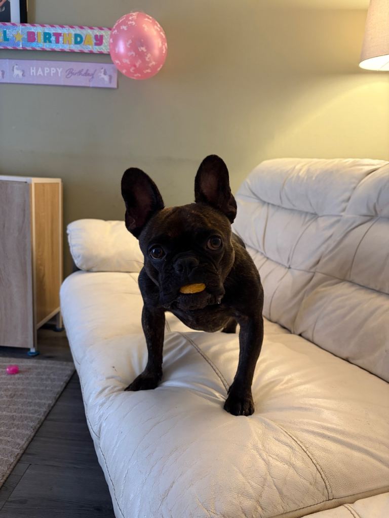 Frenchie for rehoming