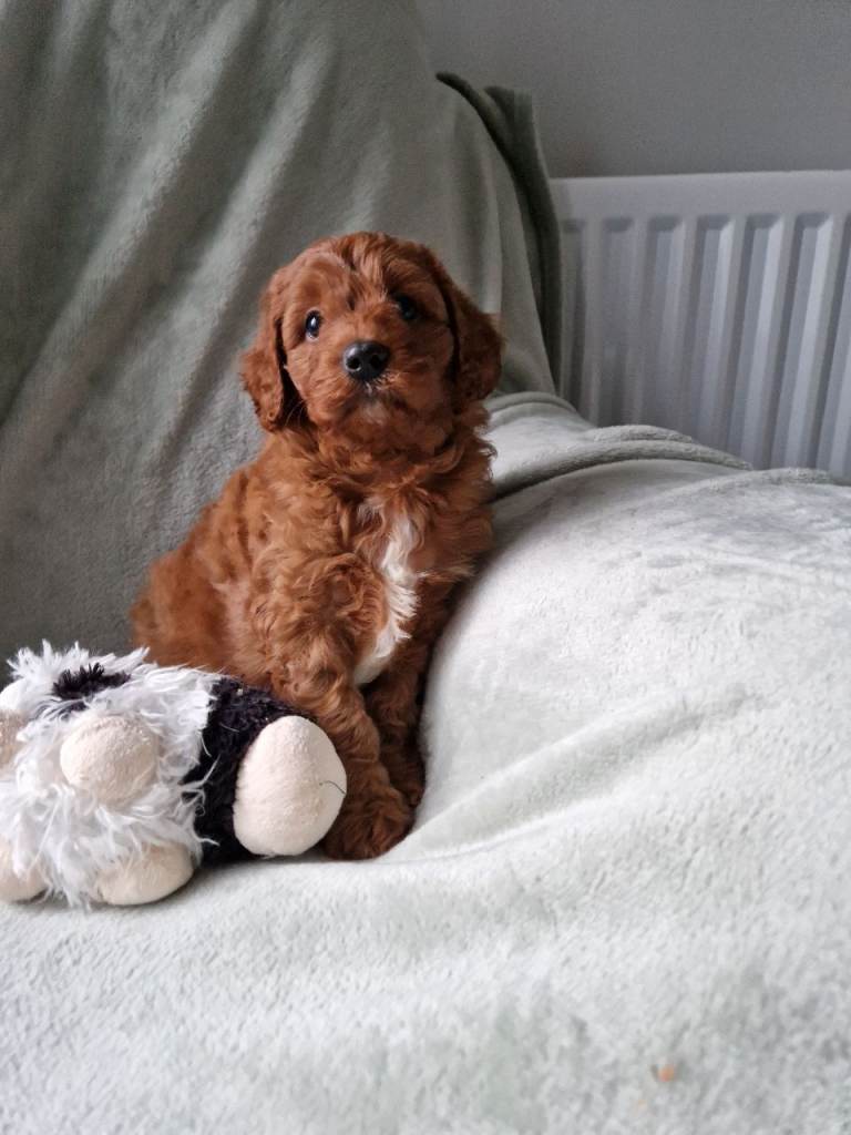 Absolutely stunning cavapoo puppies