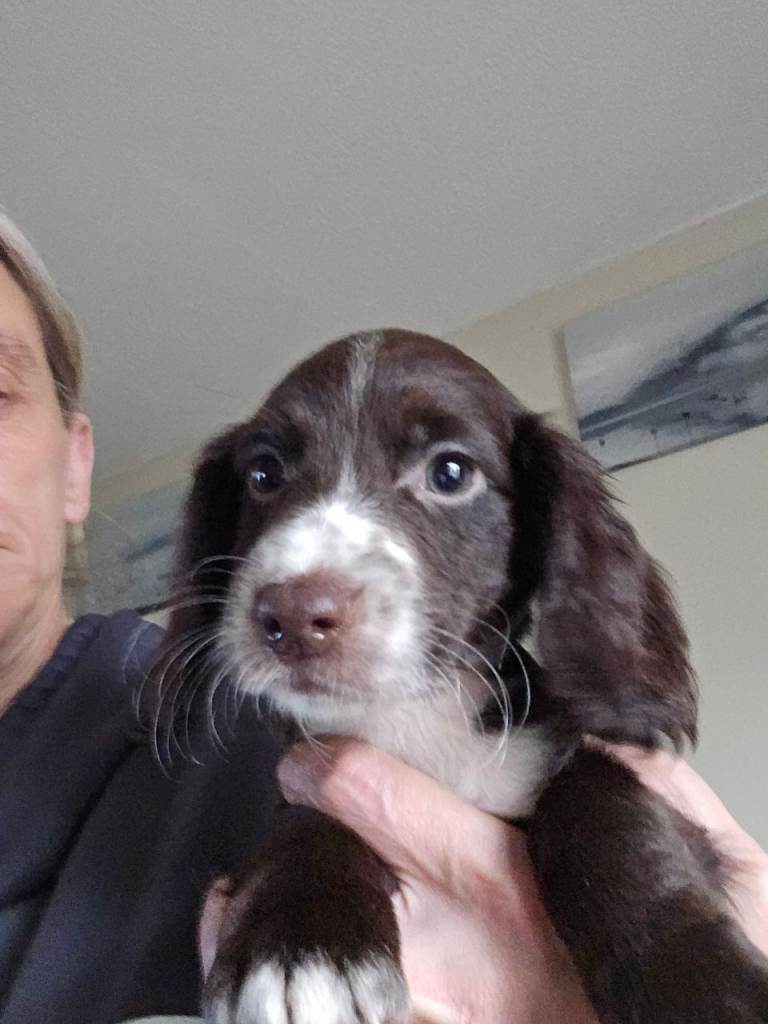 sprocker puppies (3 left)