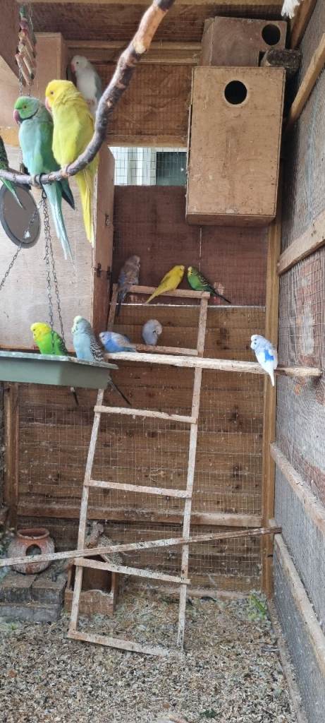 Budgies 