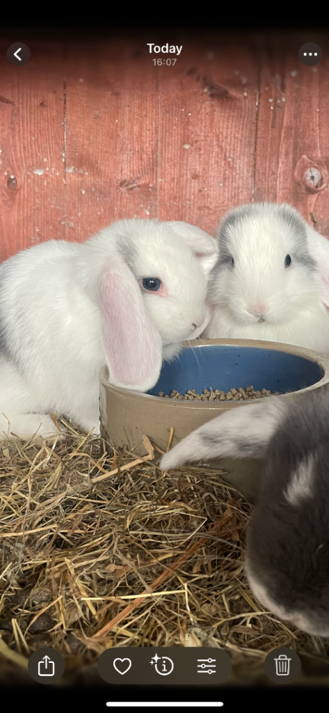 Mini lop ear rabbits 