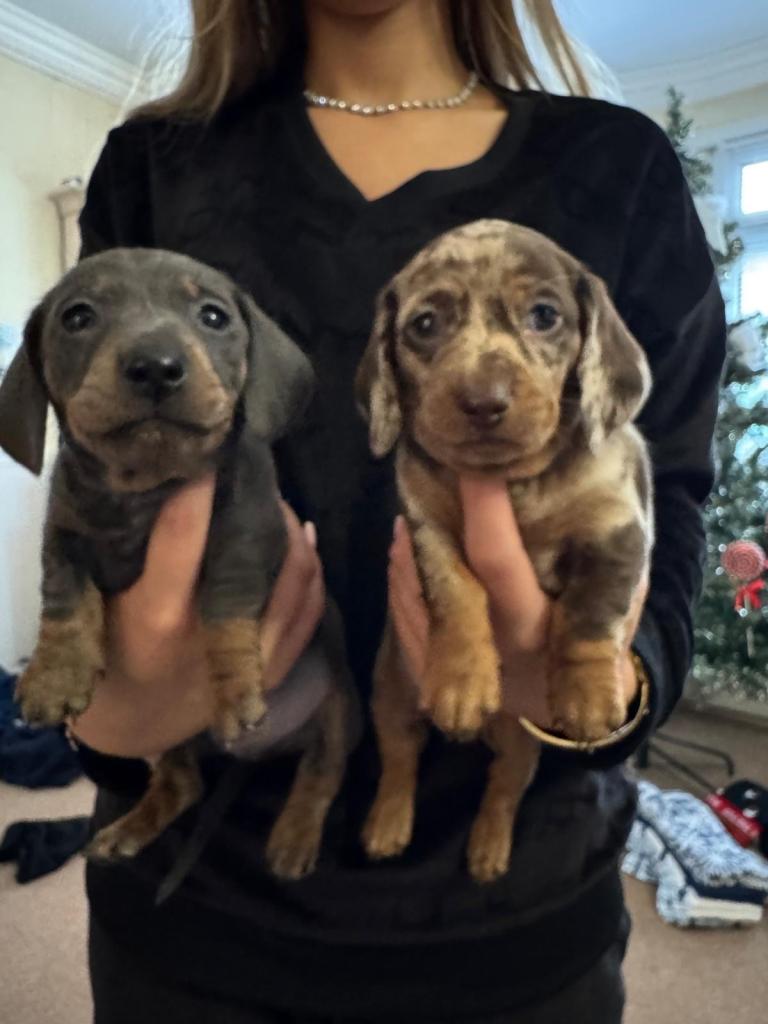 Miniature Dauchaund puppies available