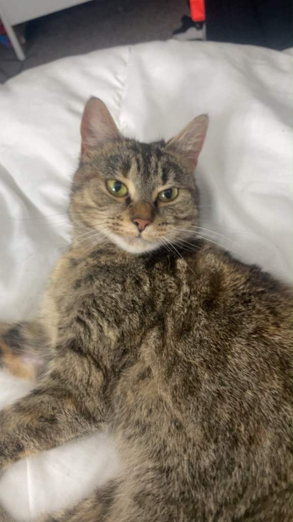 Female cat 