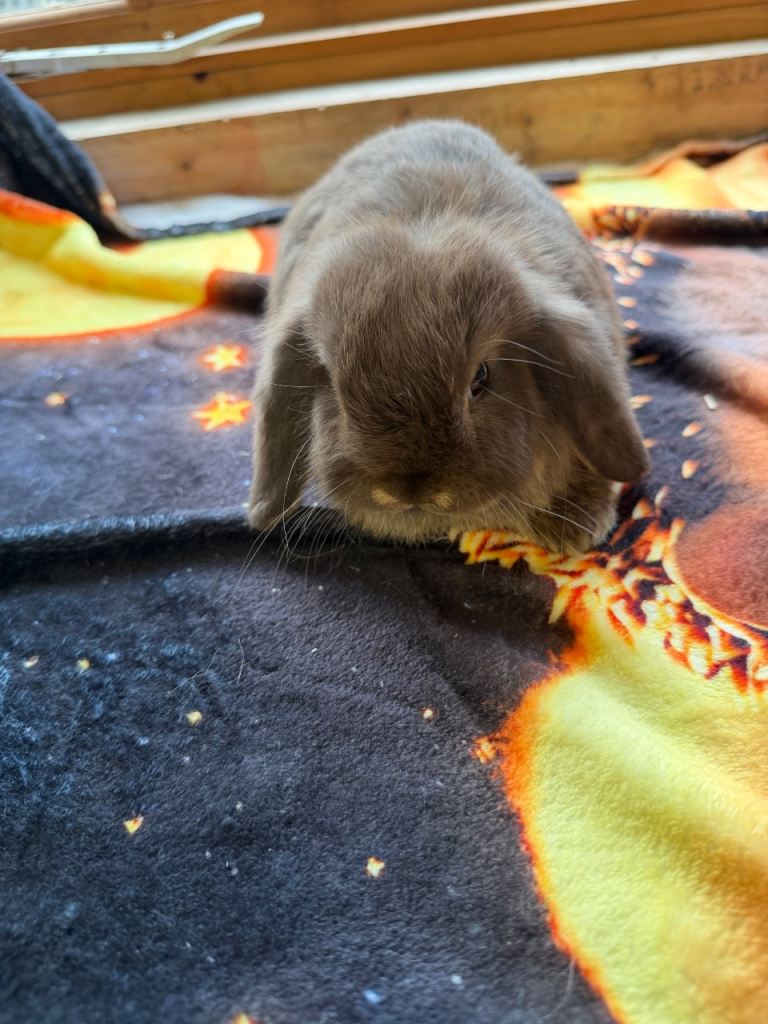 Mini lop rabbits