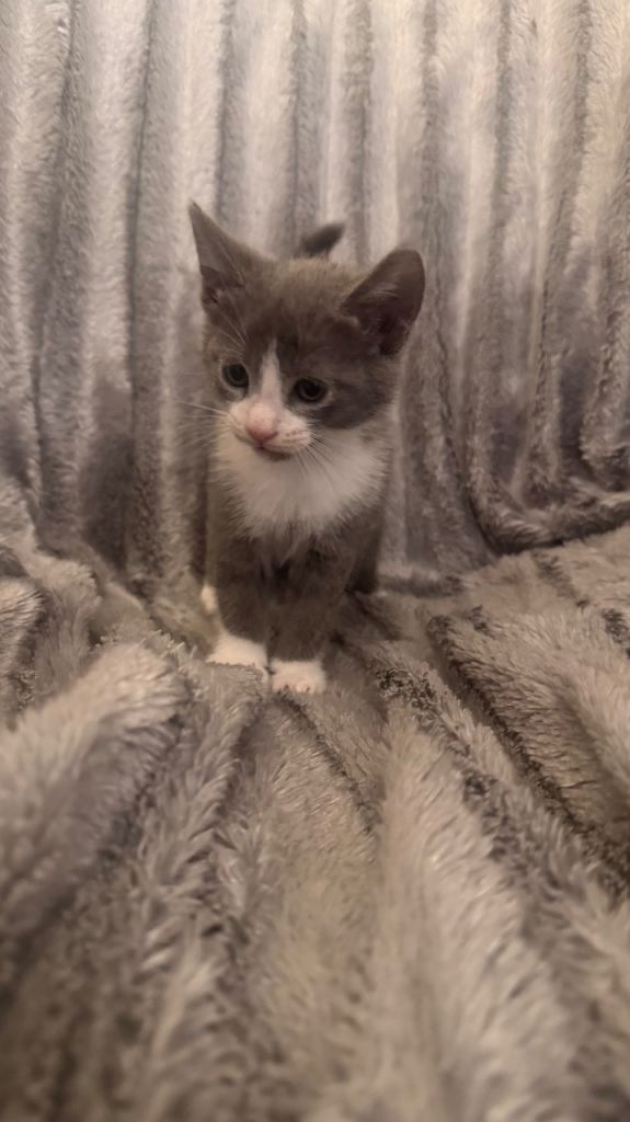 Grey cat 