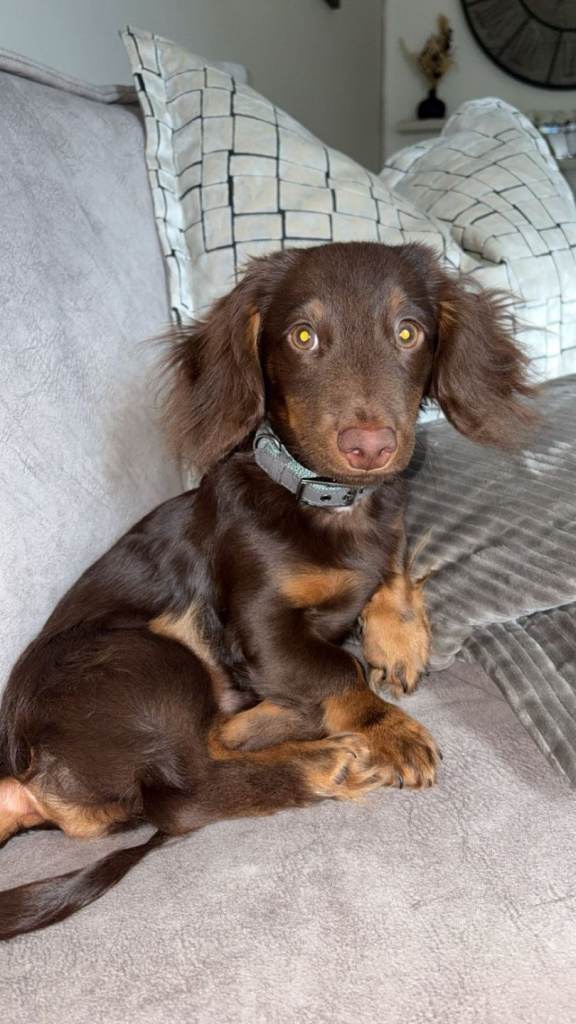 Miniature long haired dachshund 6 month old