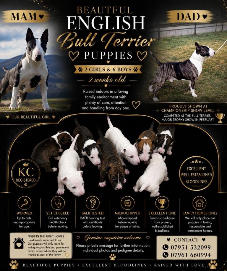  ENGLISH BULL TERRIER PUPPIES 