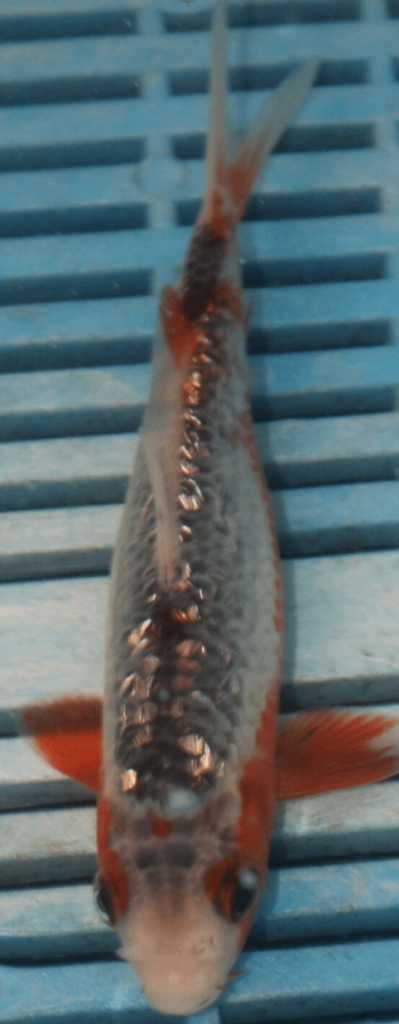 Koi