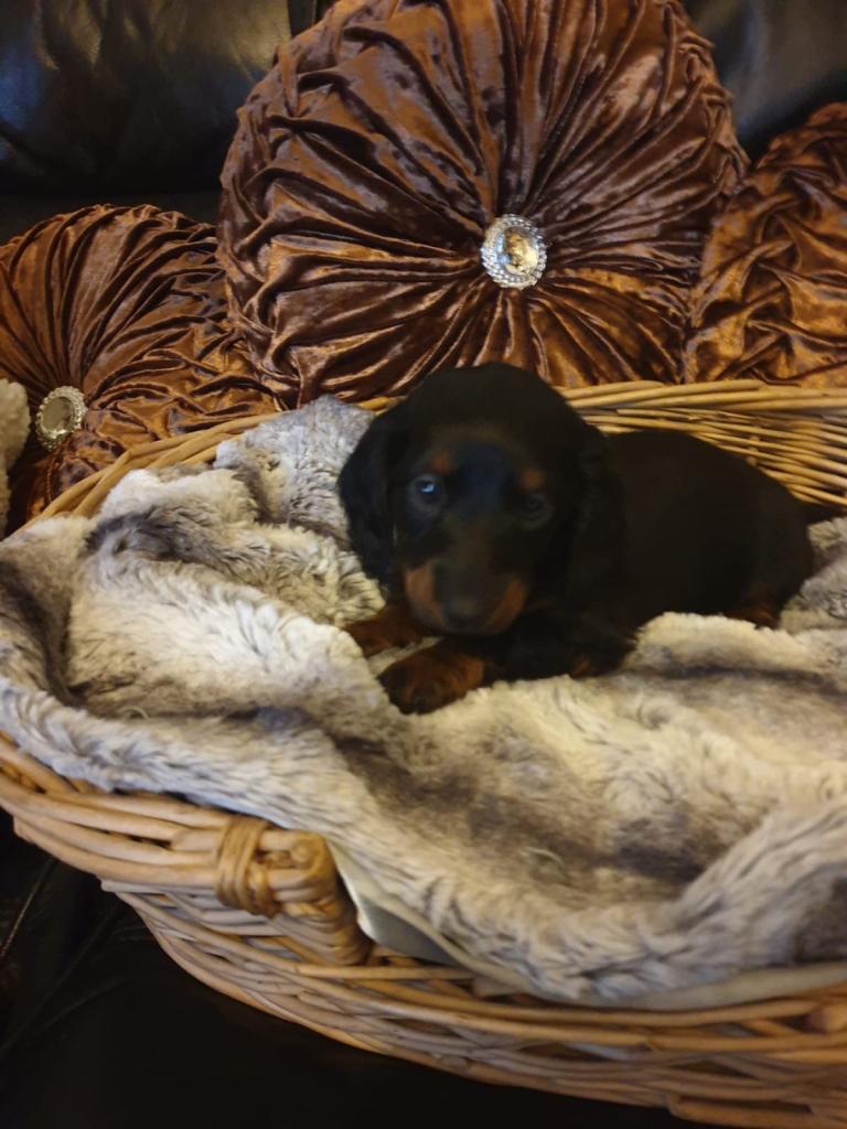 MINIATURE DACHUND BOY