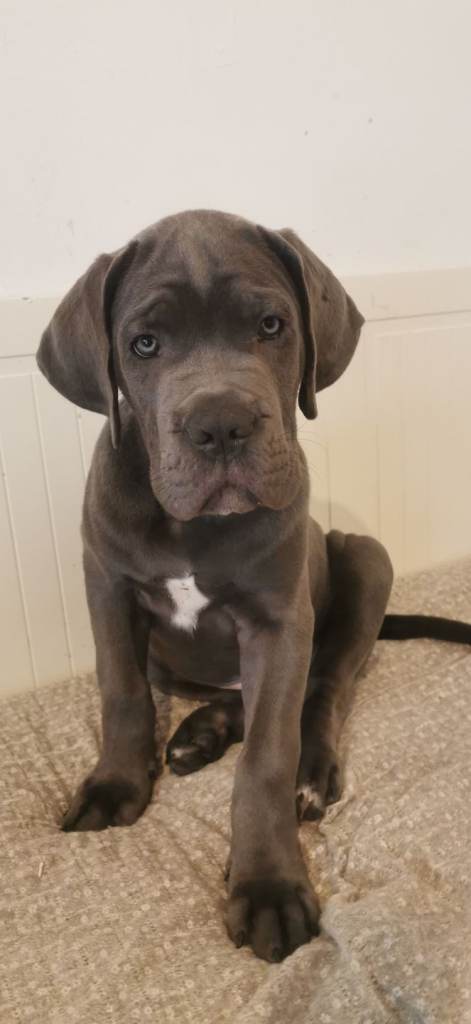Cane corso 