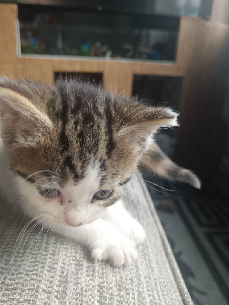 kittens loving home needed